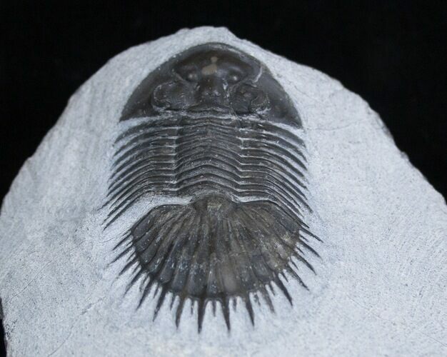 Inch Thysanopeltis Trilobite - Spiny Butt #1997
